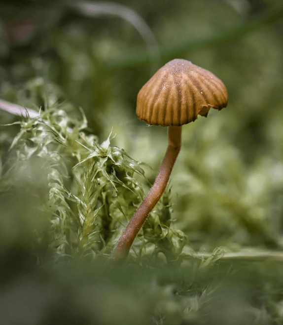 Magic mushroom
