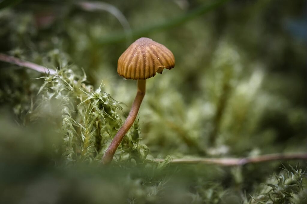 Macro shot of a mushroom surrounded by lush green moss in the forest.