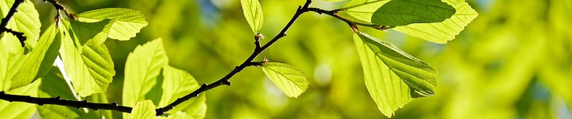 oak, tree, deciduous tree, leaves, parrotia persica, bright, green, light green leaves, structure, spring, nature, summer, branches, tree, tree, tree, tree, tree, leaves, leaves, leaves, green, green, spring, spring, spring, spring