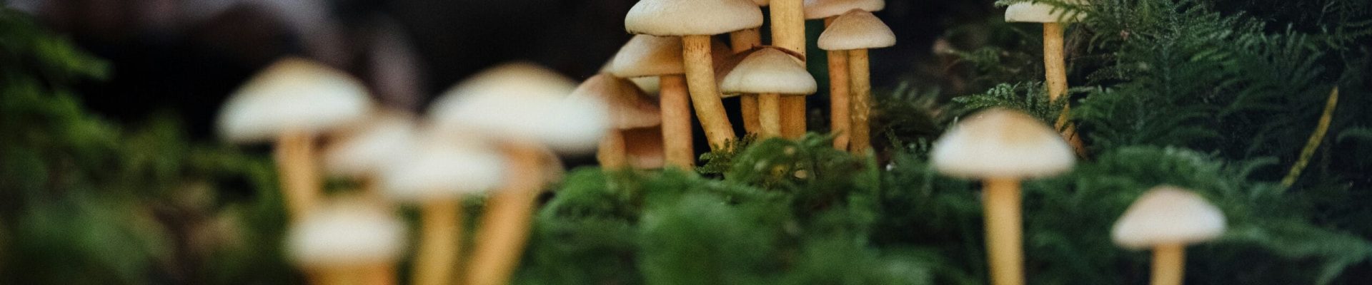 jesse-bauer-7w4lNt7lJb4-unsplash